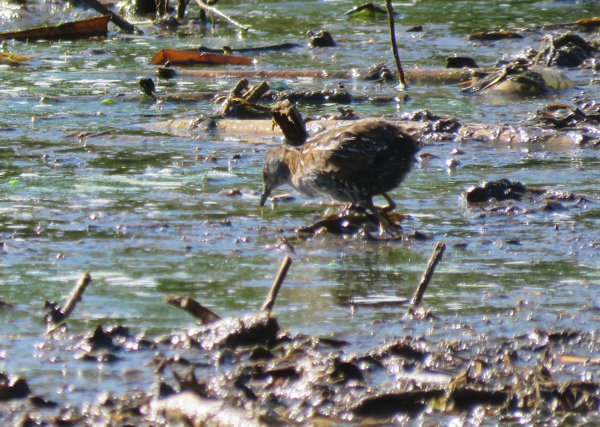 Baillon's Crake (Australasian) - ML427860851