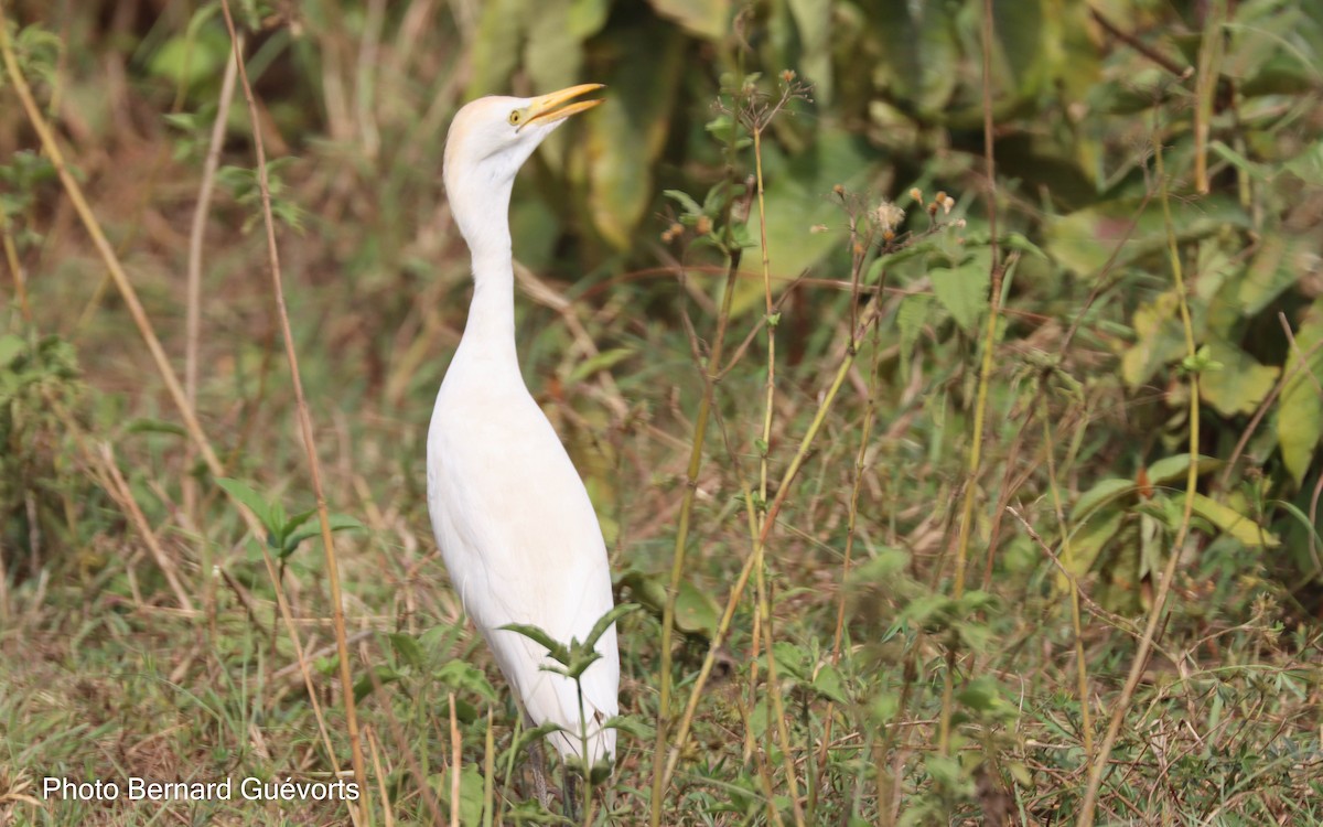 Western Cattle-Egret - ML427862161