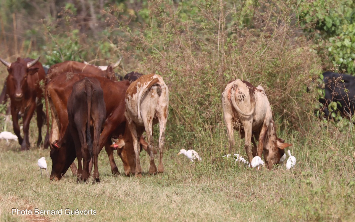 Western Cattle-Egret - Bernard Guévorts