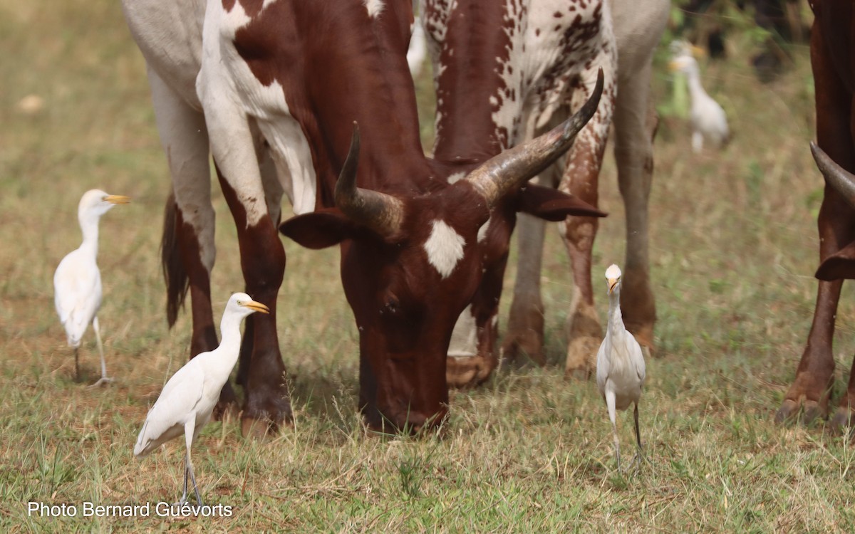Héron garde-boeufs - ML427862201