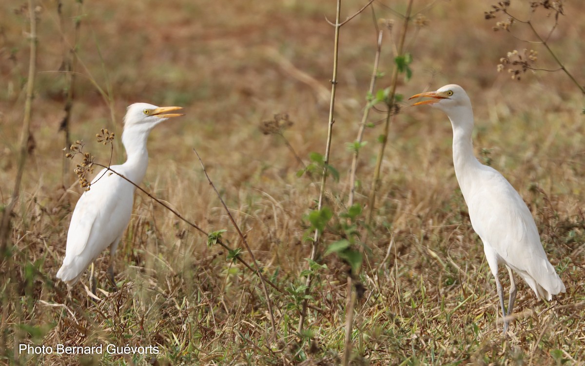 Western Cattle-Egret - ML427862211