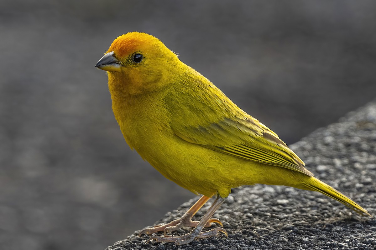 Saffron Finch - ML427862531