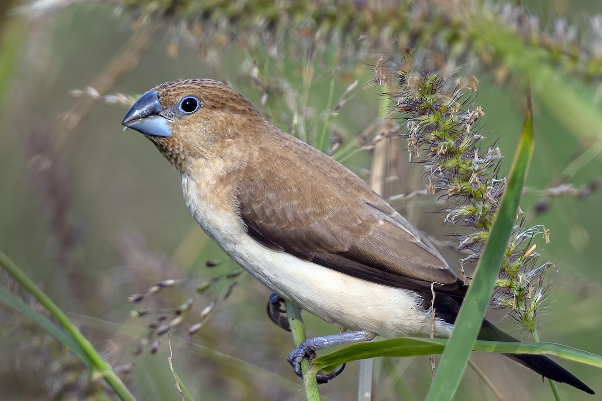 African Silverbill - ML427862621