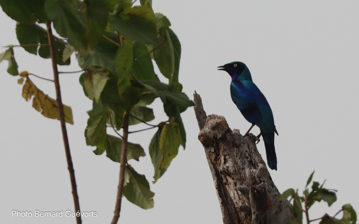 Splendid Starling - Bernard Guévorts