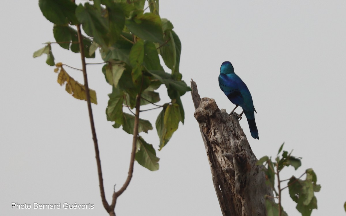 Splendid Starling - ML427863221