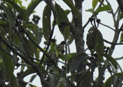 Scarlet-backed Flowerpecker - ML427863501