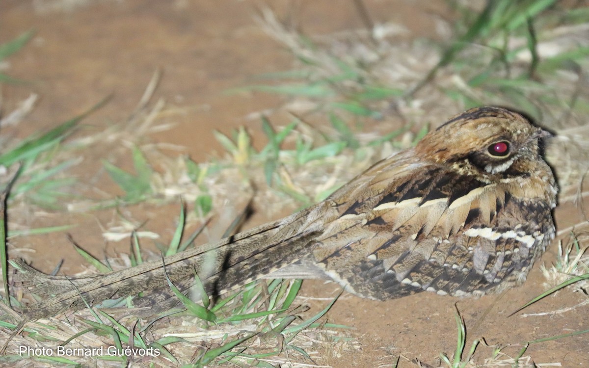 Long-tailed Nightjar - Bernard Guévorts