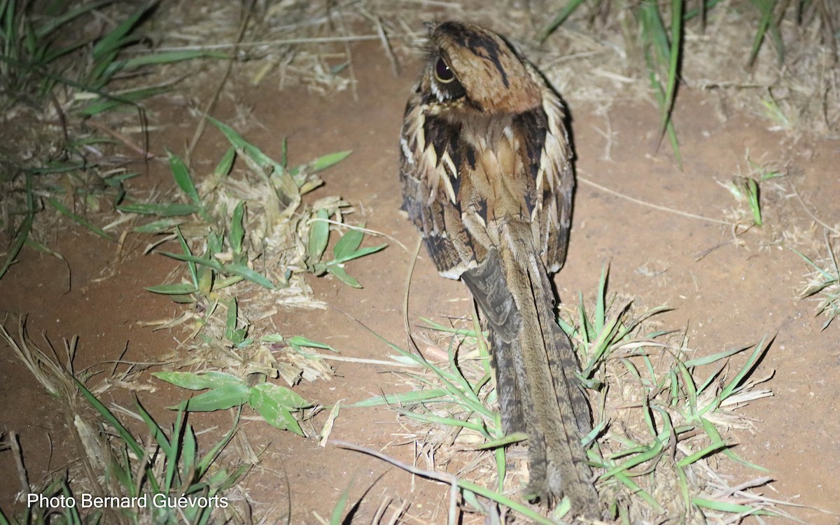 Long-tailed Nightjar - ML427863891