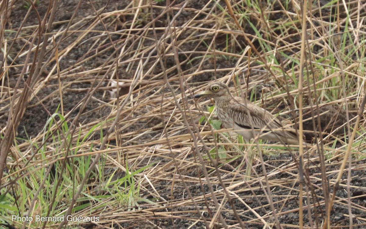 Senegal Thick-knee - ML427864001