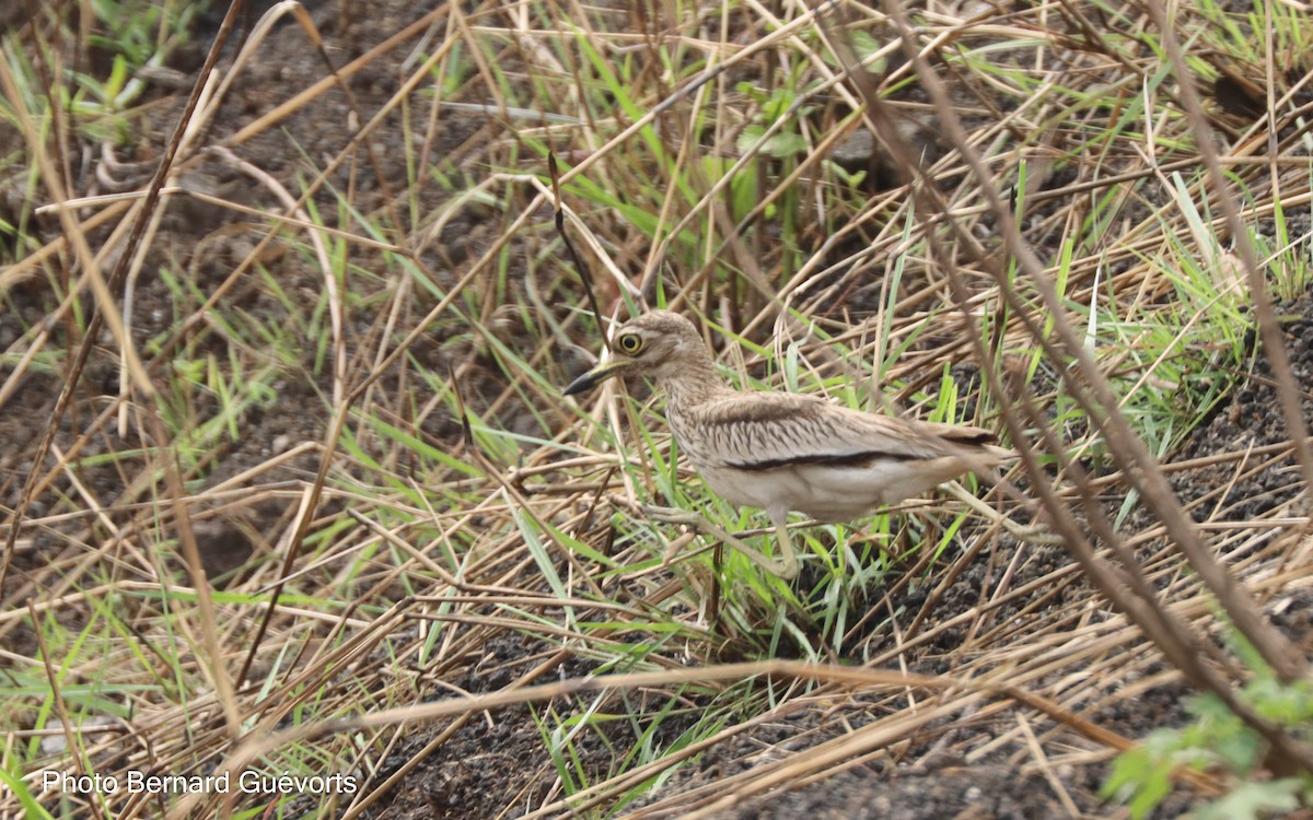 Senegal Thick-knee - ML427864011