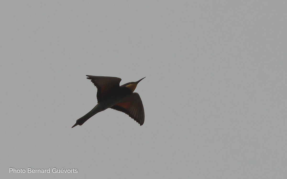 European Bee-eater - Bernard Guévorts