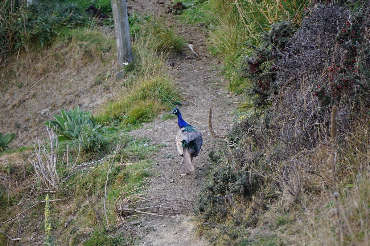 Indian Peafowl - ML427864511