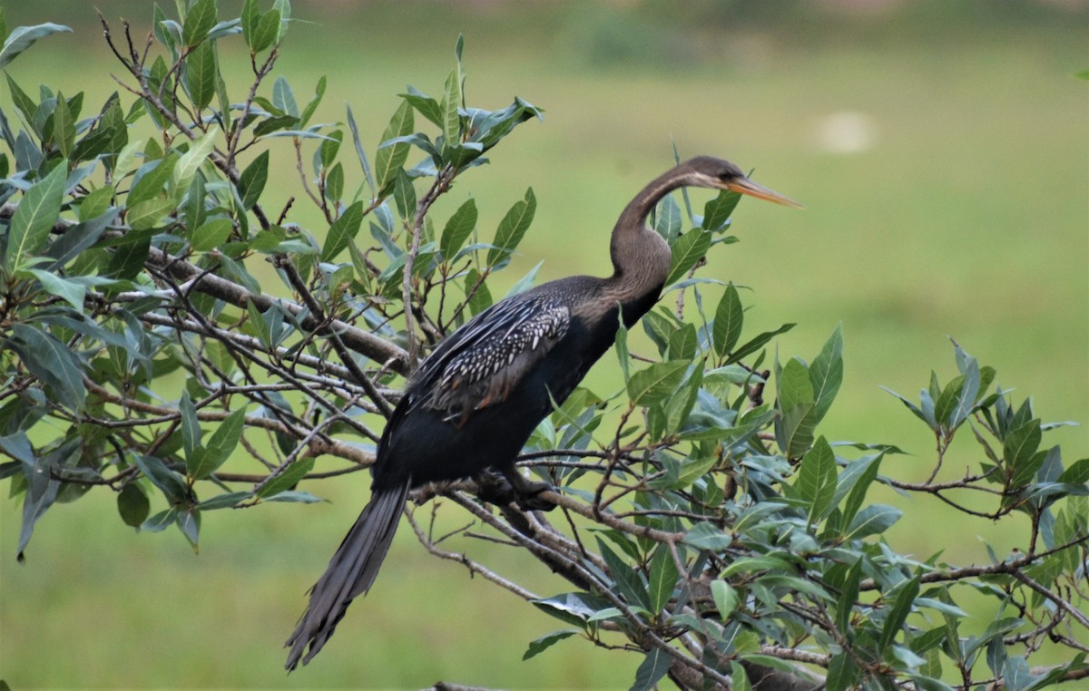 anhinga indomalajská - ML427865061