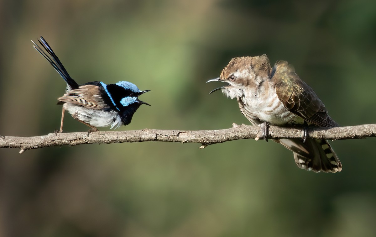 Horsfield's Bronze-Cuckoo - ML427865791