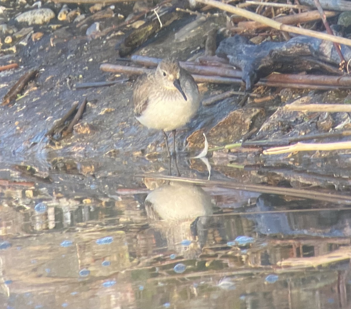 Dunlin - ML427866251