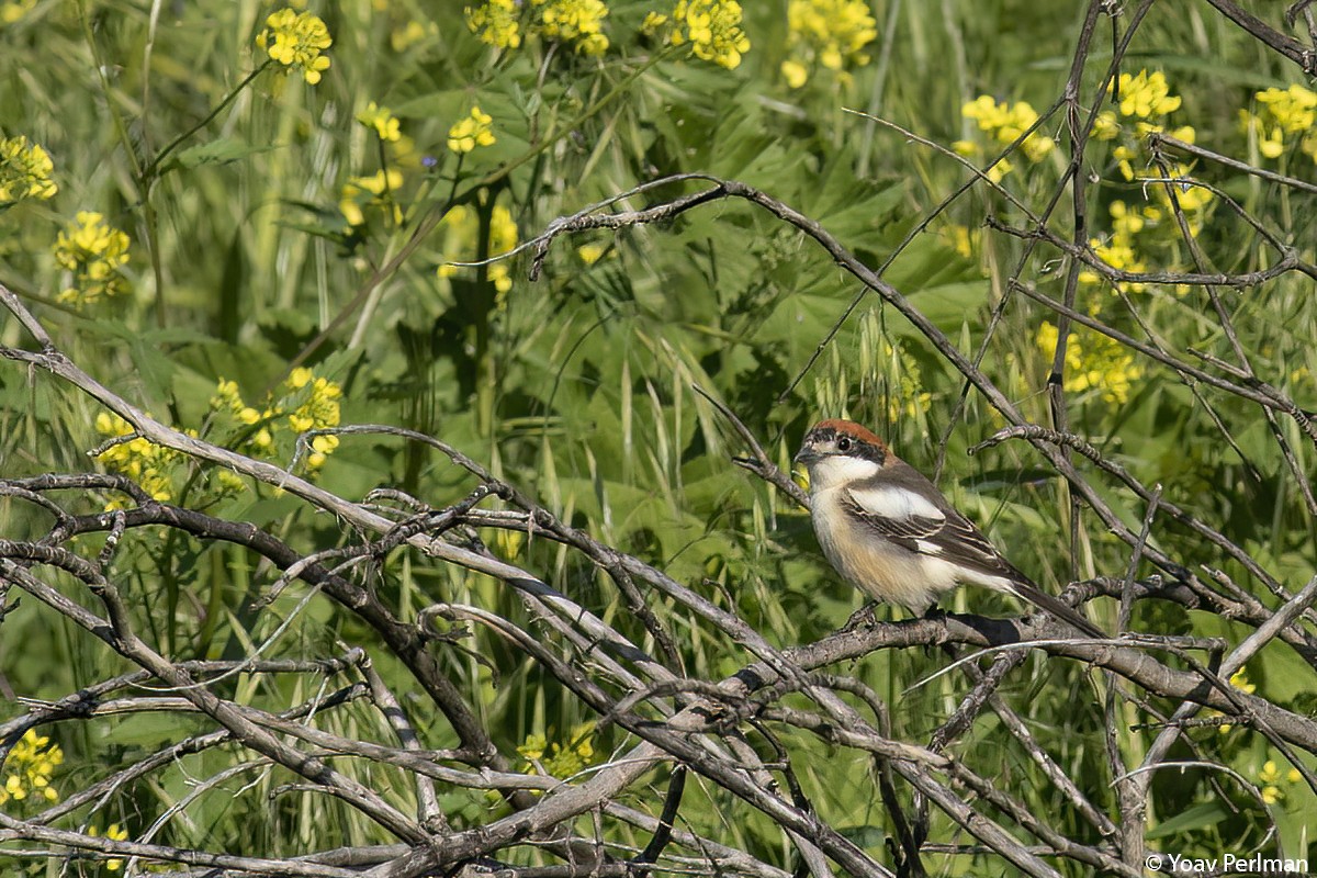 Woodchat Shrike - ML427867081