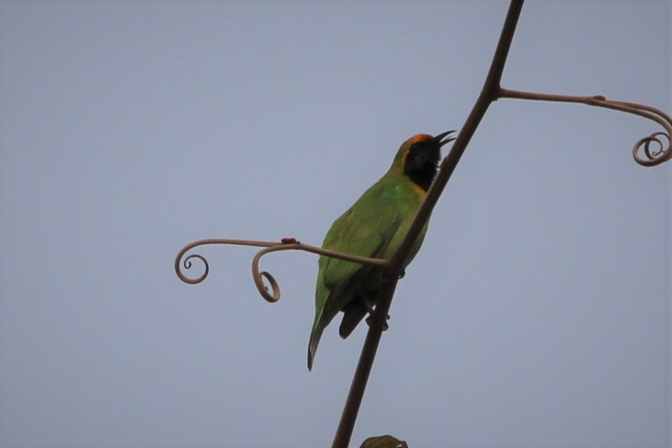 Goldstirn-Blattvogel - ML427867911