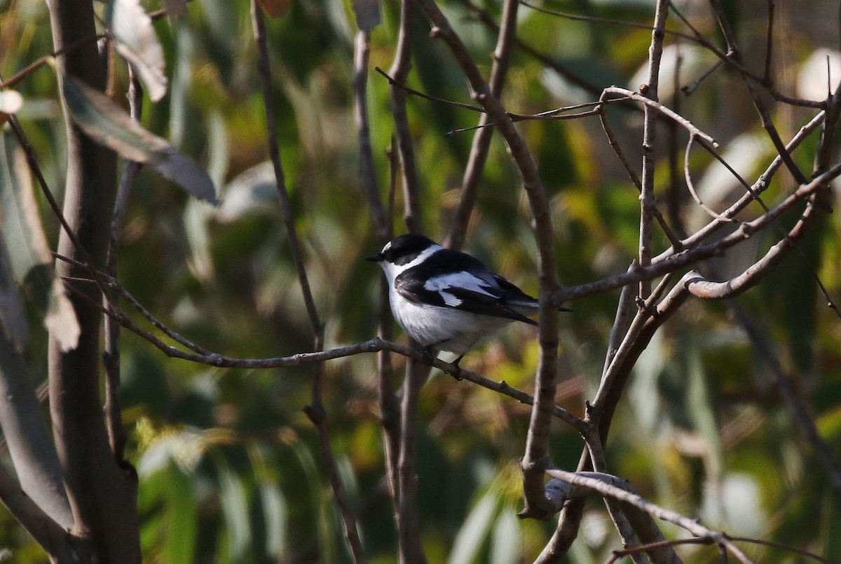 Collared Flycatcher - ML427870551