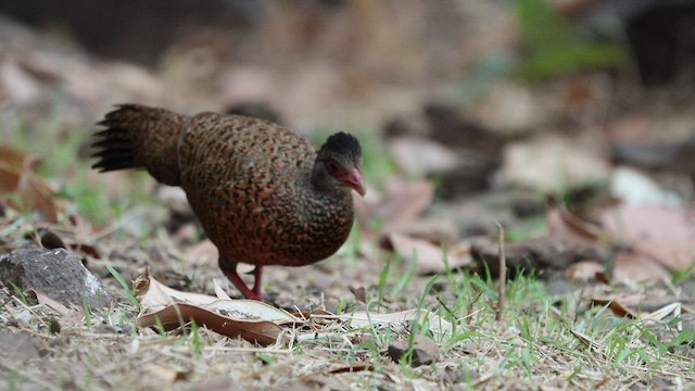 Red Spurfowl - ML427871341