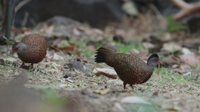 アカケズメシャコ - ML427871381