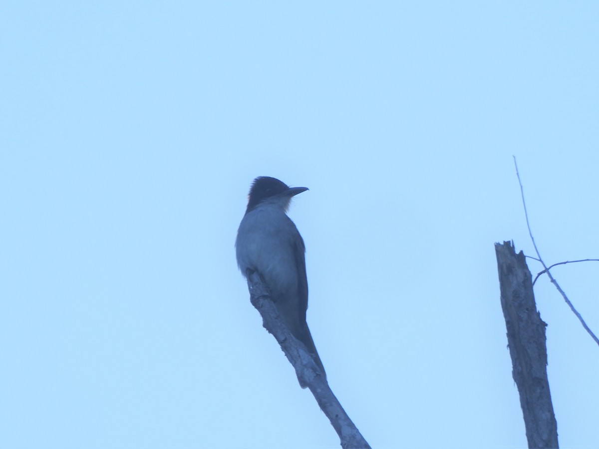 Loggerhead Kingbird (Puerto Rico) - ML427871401