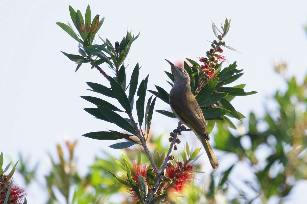 Brown Honeyeater - Dennis Devers