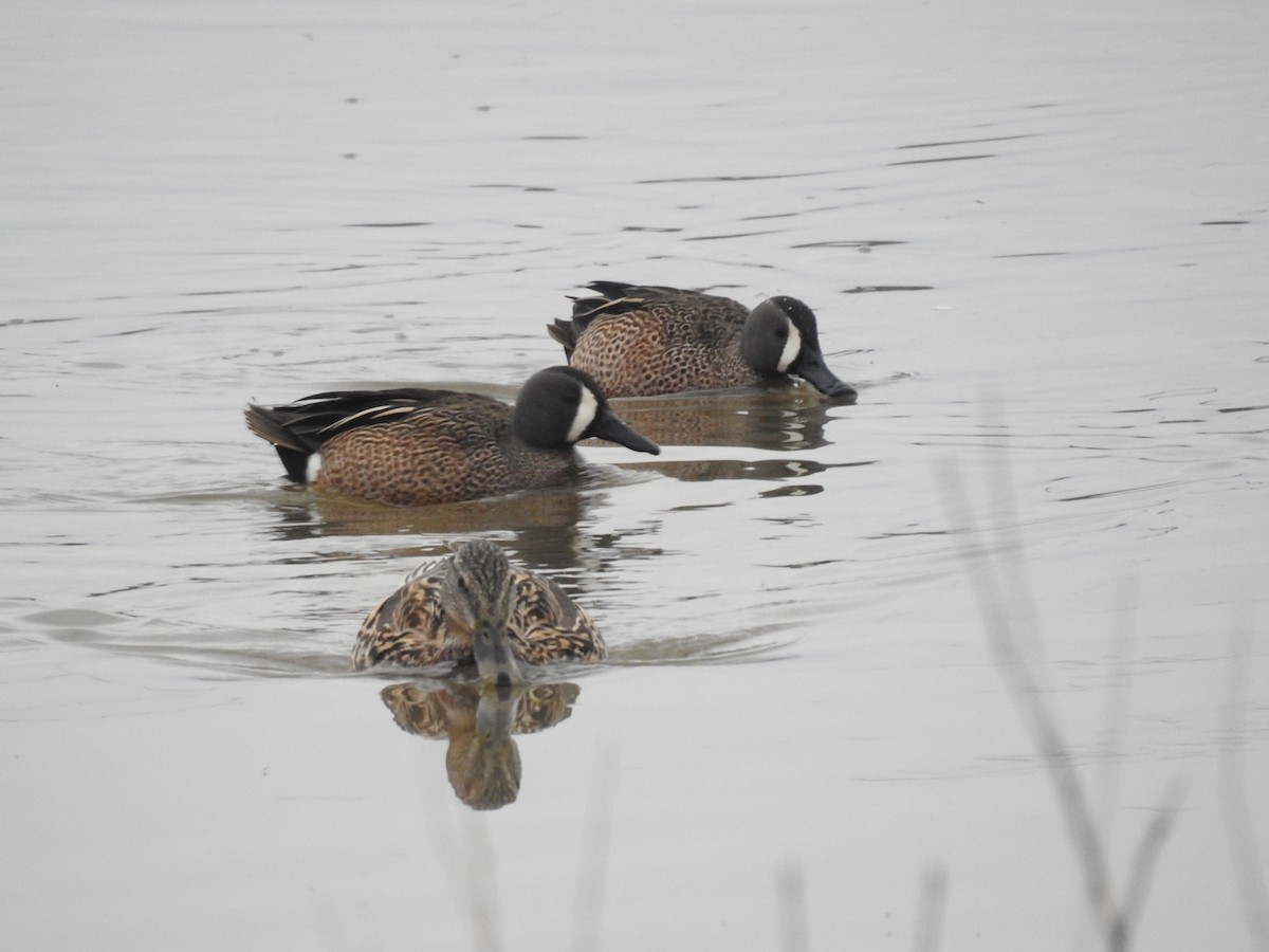Blue-winged Teal - ML427872081