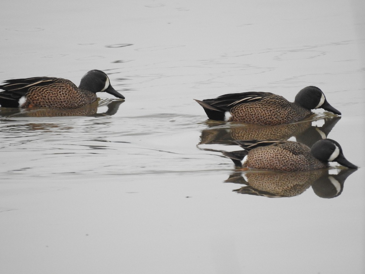 Blue-winged Teal - James Estep