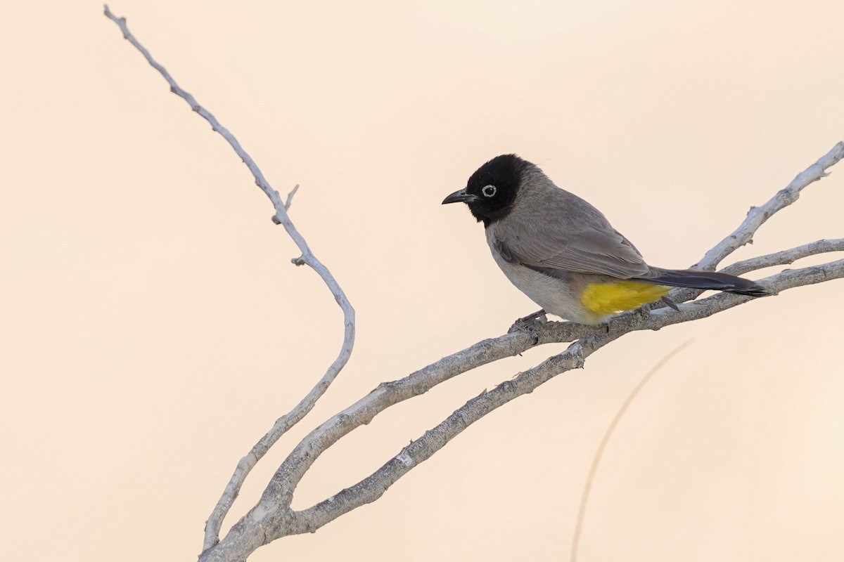 White-spectacled Bulbul - ML427872391