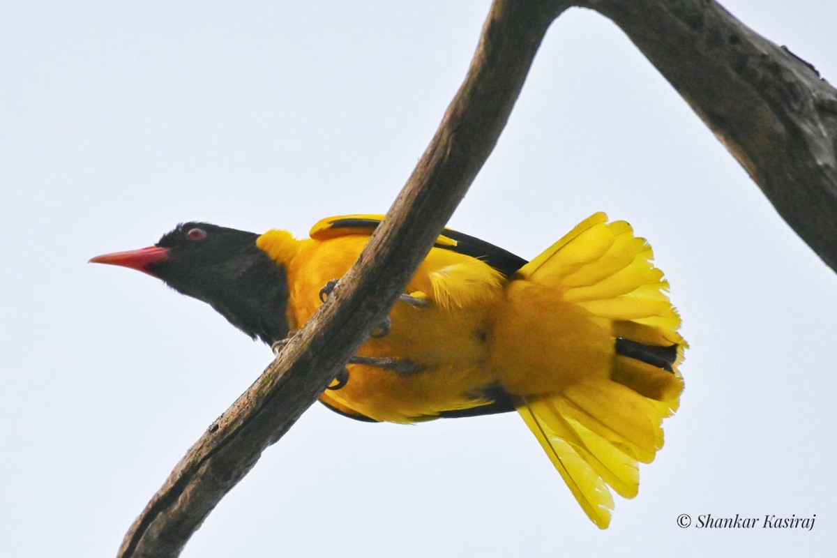 Black-hooded Oriole - ML427872451