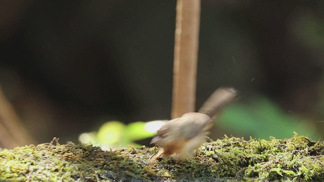 Tawny-bellied Babbler - ML427873131