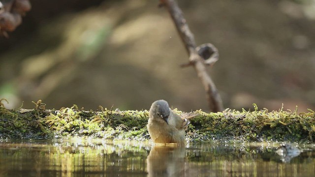 gråkronefulvetta - ML427873151