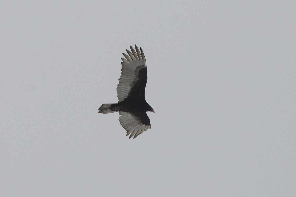 Turkey Vulture - Jean-Sébastien Mayer