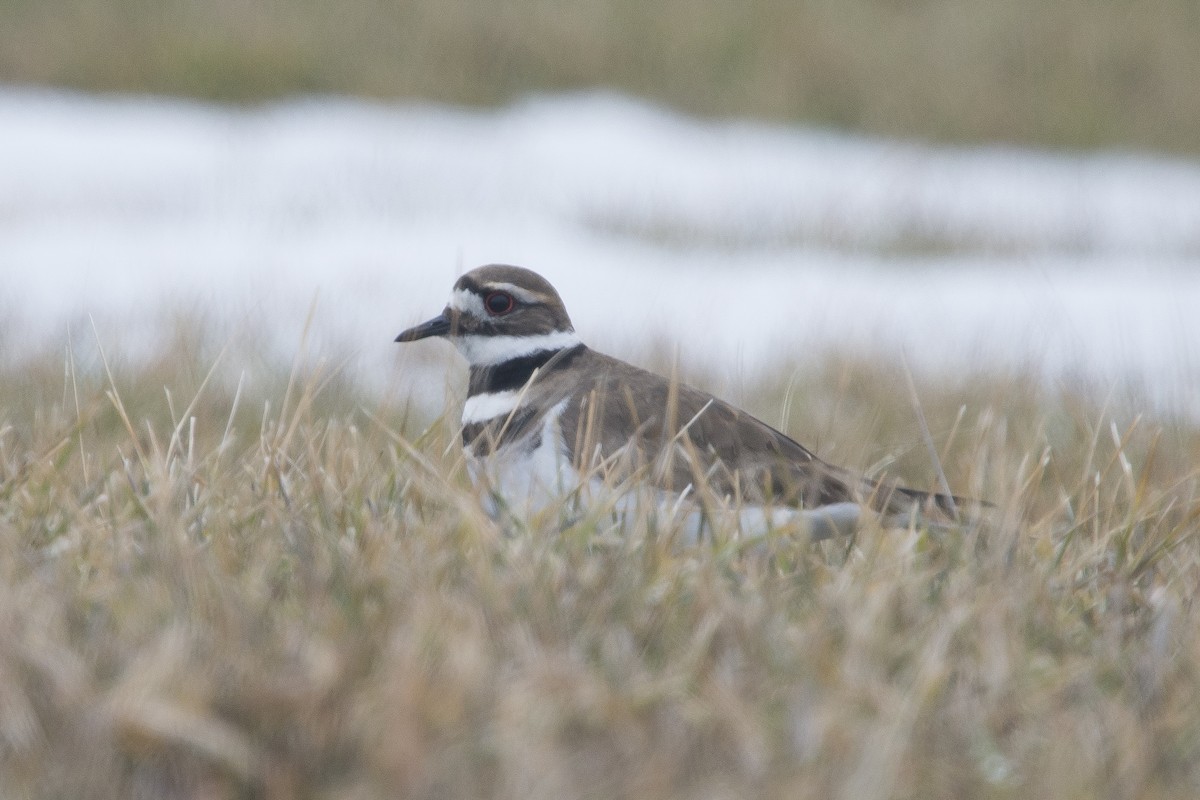 Killdeer - Jean-Sébastien Mayer