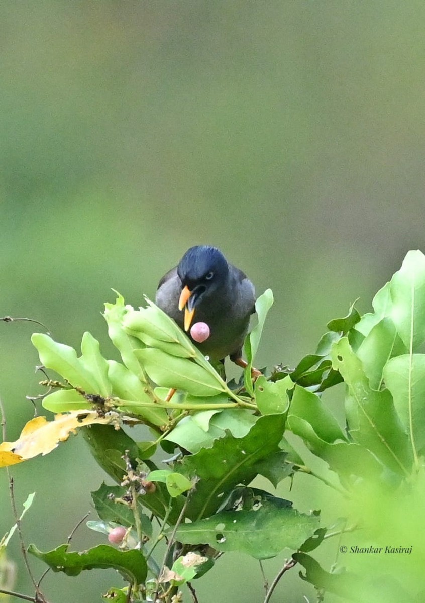 Jungle Myna - ML427876581