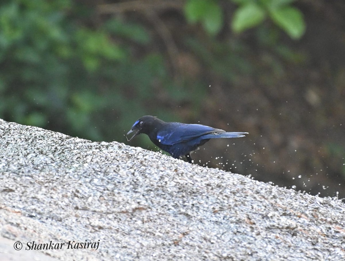 Malabar Whistling-Thrush - ML427876621