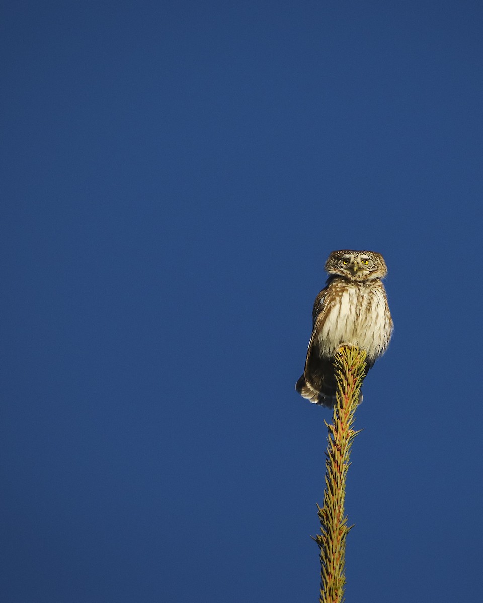 Eurasian Pygmy-Owl - ML427877451