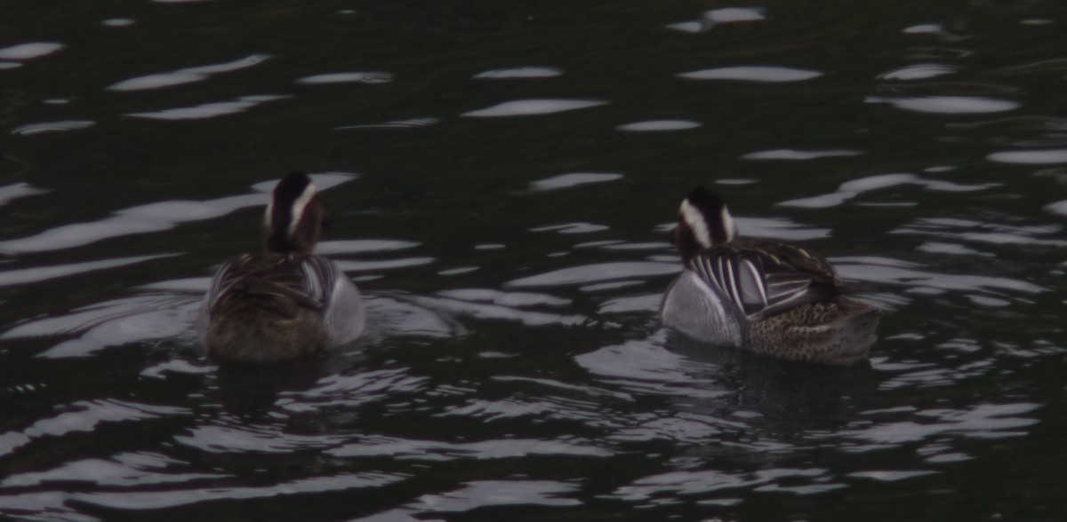 Garganey - Metin Güzeliş