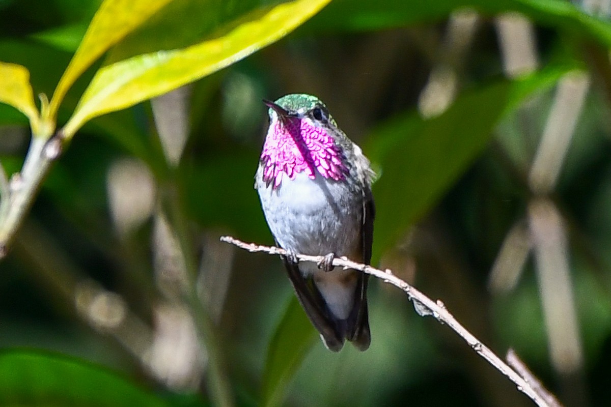 Calliope Hummingbird - ML427878801