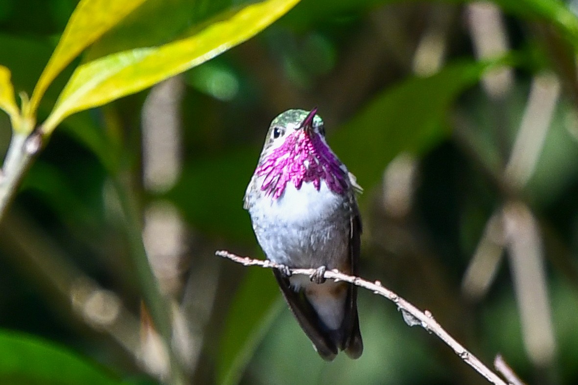 Calliope Hummingbird - ML427878811