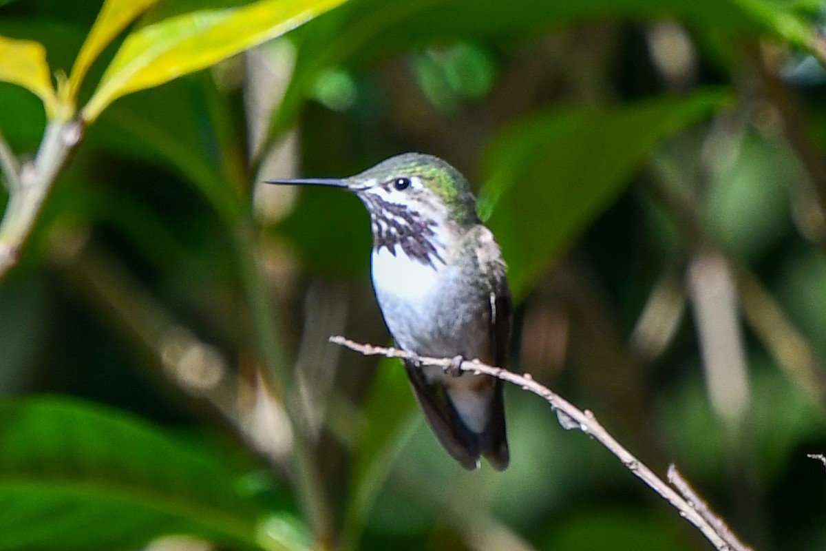 Calliope Hummingbird - ML427878821