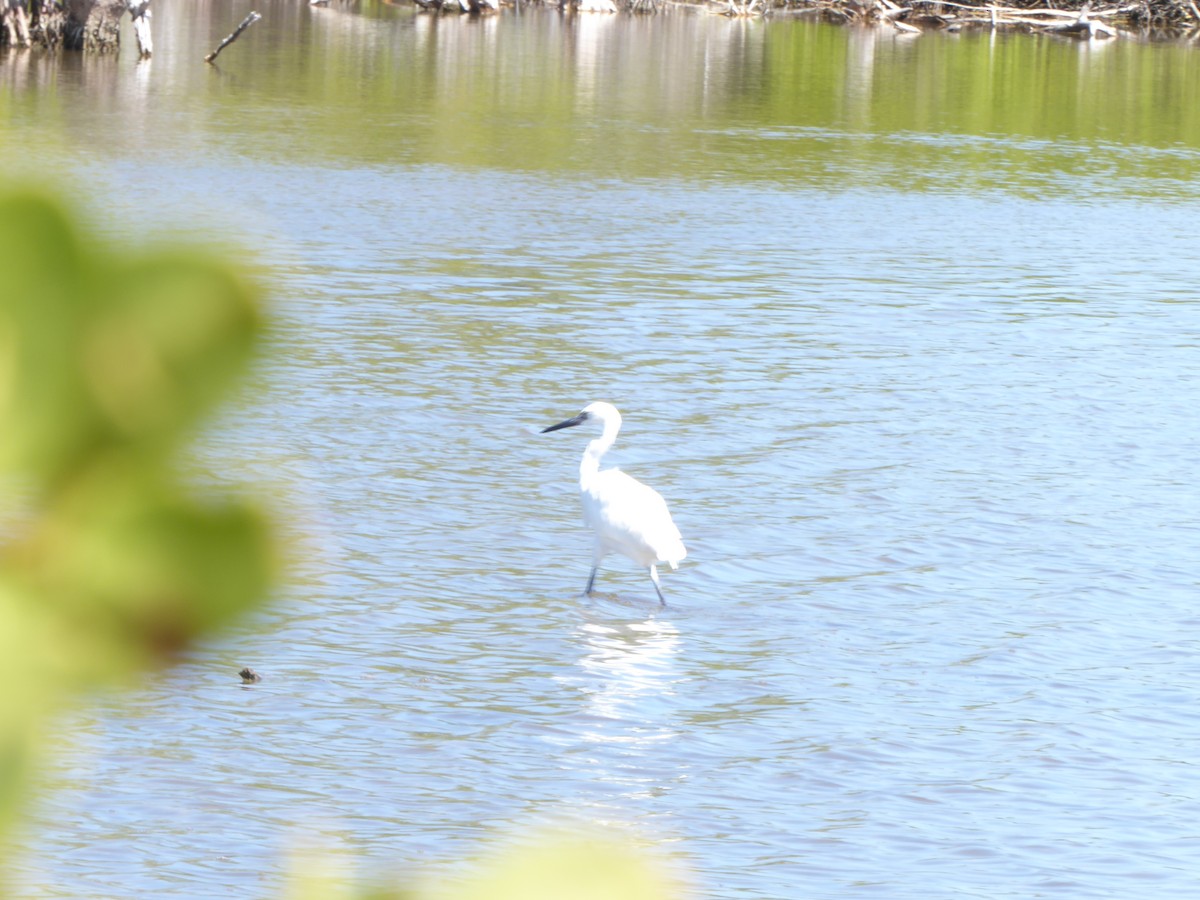 Snowy Egret - Jennifer Prusse