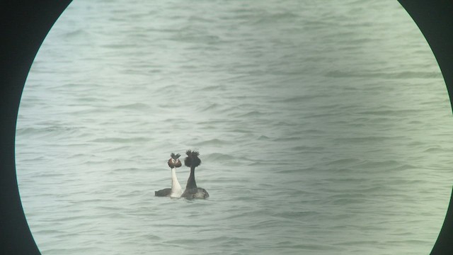 Great Crested Grebe - ML427879511