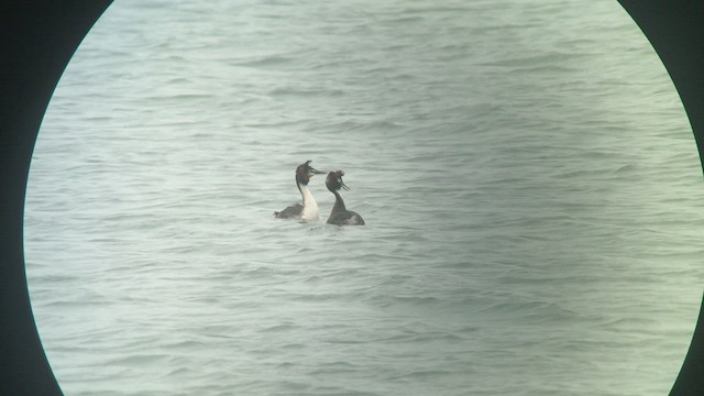 Great Crested Grebe - ML427880061