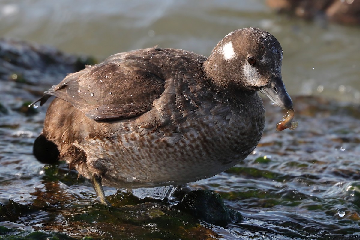 Harlequin Duck - ML427882001