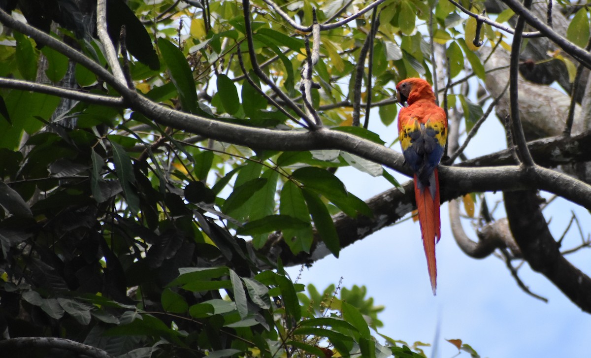 Scarlet Macaw - Nicholas Comparato