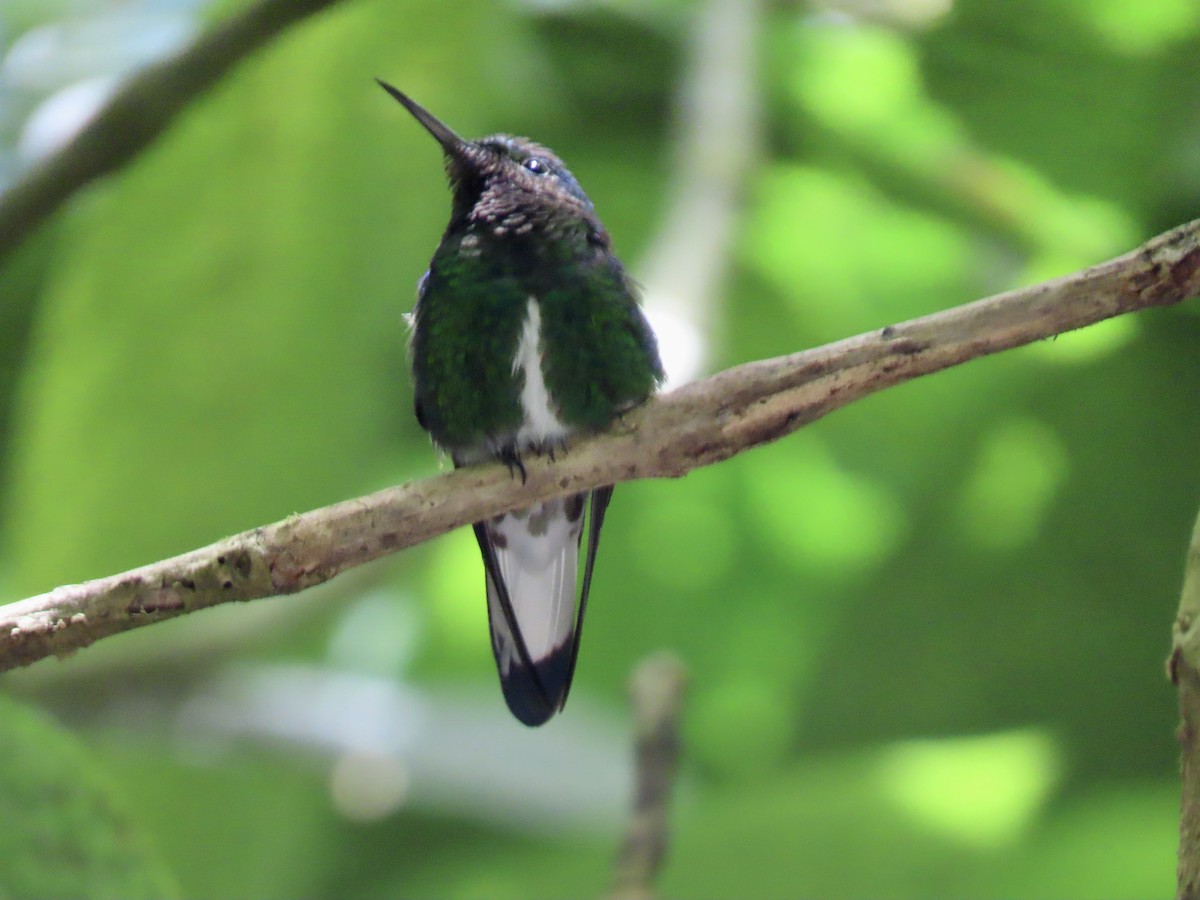 kolibřík zelenopláštíkový - ML427882261