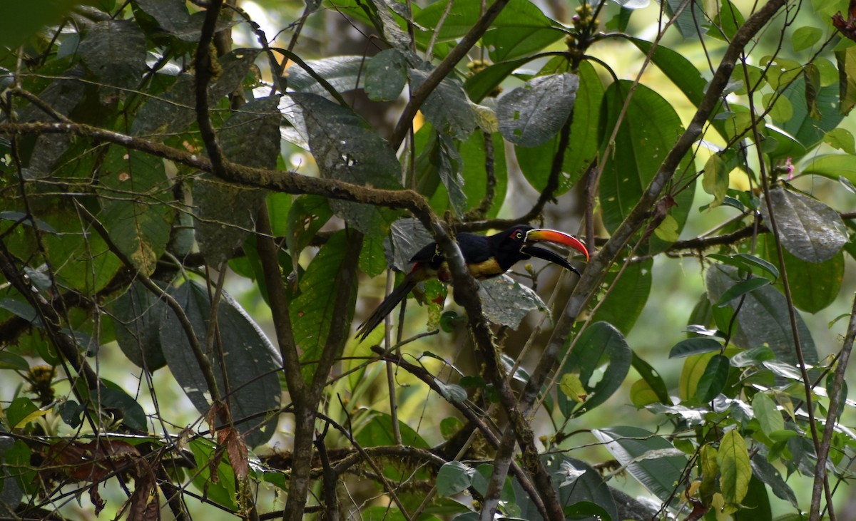 Fiery-billed Aracari - Nicholas Comparato