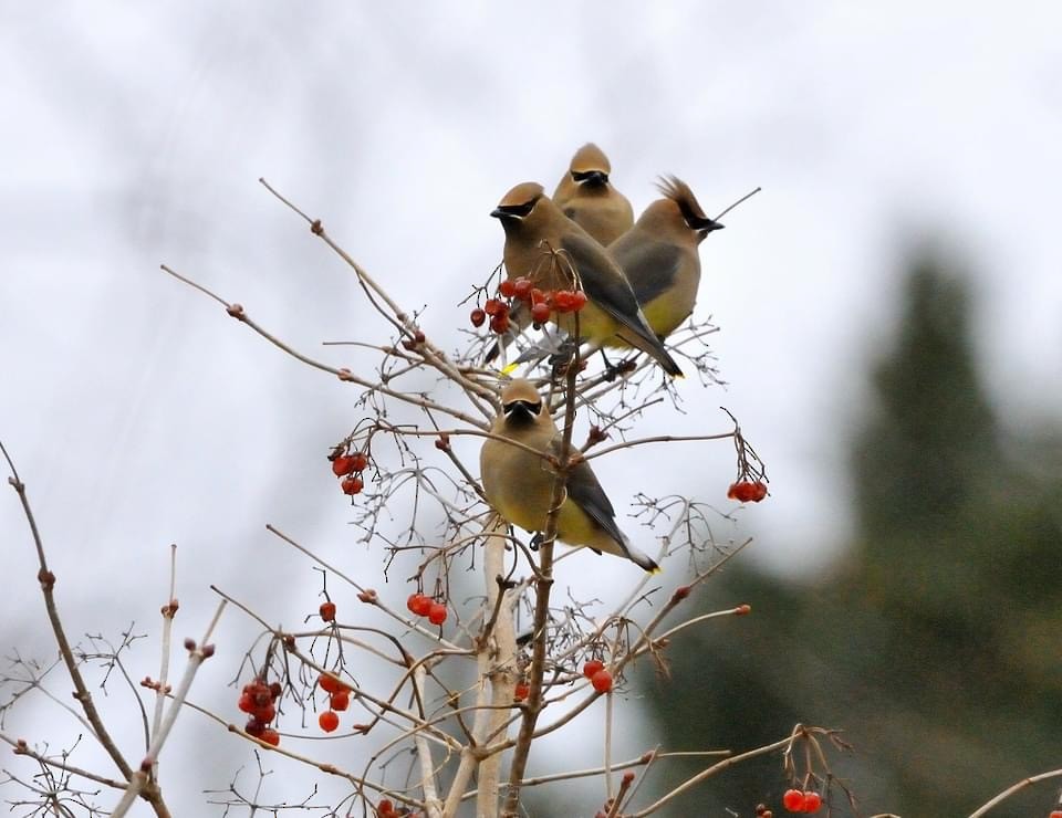 Cedar Waxwing - Mary Magistro