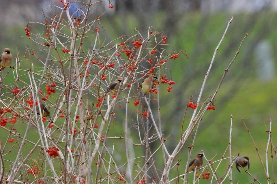 Cedar Waxwing - Mary Magistro